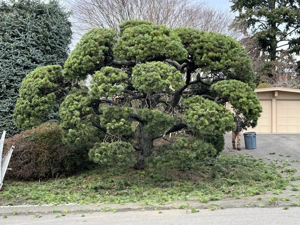 Top-rated outdoor landscaping experts serving Bellevue, WA - Down to Earth Landscaping, Inc