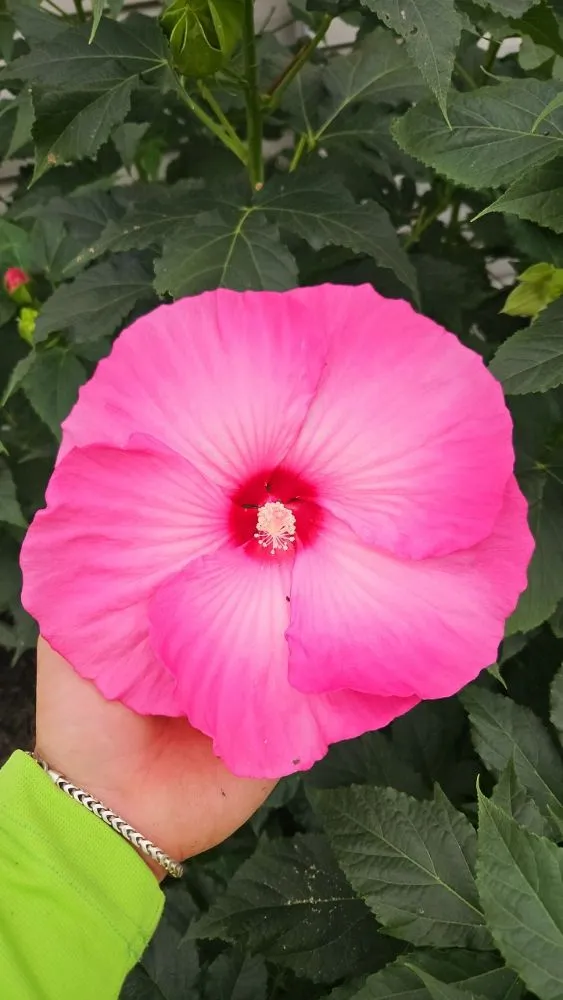 Custom residential landscaping for year-round maintenance in Indianapolis, IN by Down to Earth Landscaping