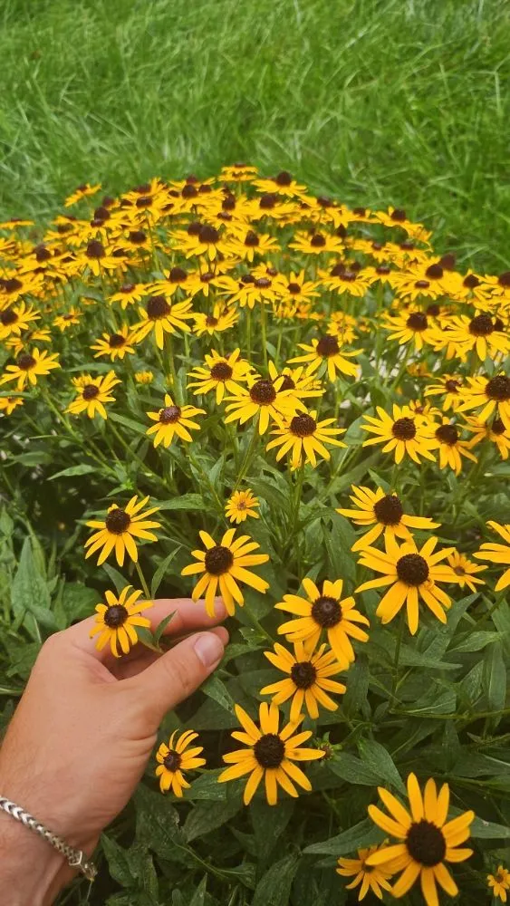 Reliable yard cleanup service in Indianapolis, IN by Down to Earth Landscaping