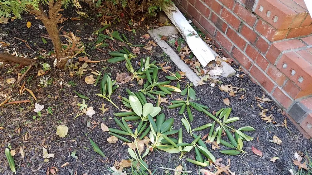 Top-rated lawn mowing service near you across Jackson, NJ - Down To Earth Landscaping