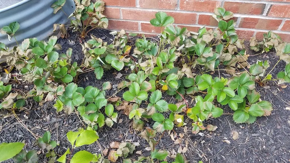 Professional residential landscaping near you in Jackson, NJ by Down To Earth Landscaping