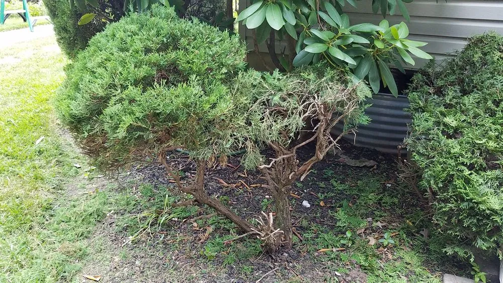 Reliable lawn mowing service in Jackson, NJ - Down To Earth Landscaping