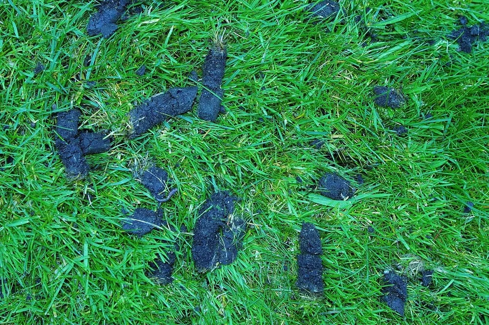 Local lawn care service near you across Olympia, WA - Down To Earth Lawn And Landscapes