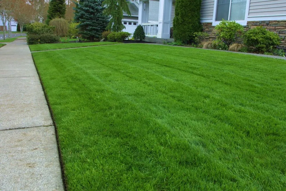 Top-rated yard maintenance for residential properties across Olympia, WA - Down To Earth Lawn And Landscapes