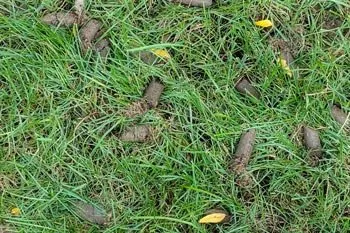 Custom yard maintenance with custom design across Delaware, OH - Down to Earth Lawn Care