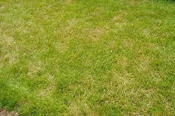 Affordable yard cleanup service in Delaware, OH by Down to Earth Lawn Care