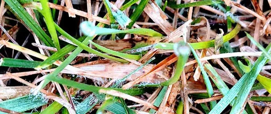 Custom lawn care service in Delaware, OH by Down to Earth Lawn Care