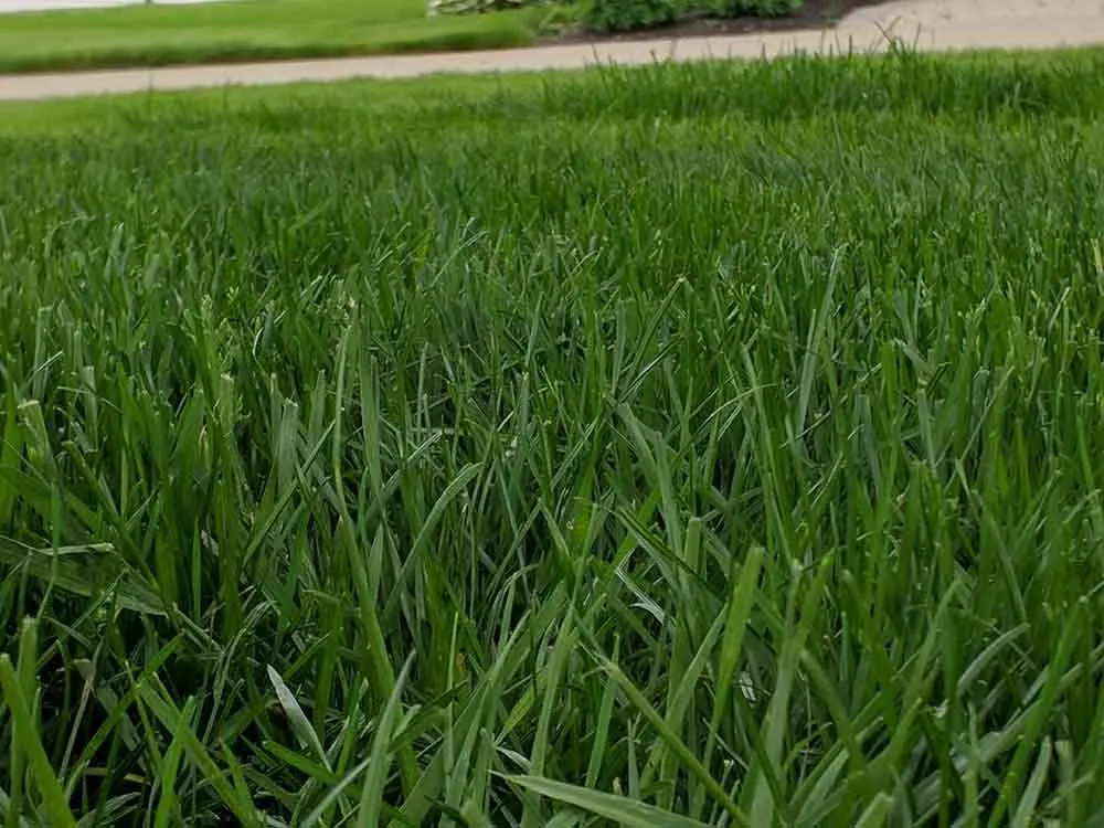 Reliable residential landscaping experts serving Delaware, OH - Down to Earth Lawn Care