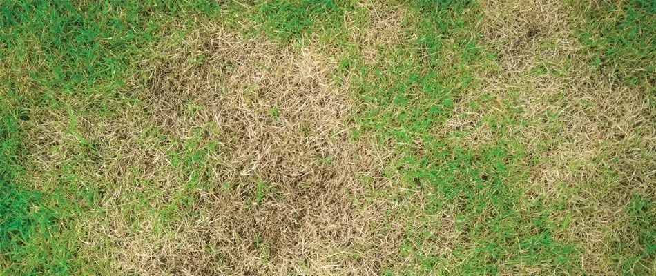 Reliable lawn care service in Delaware, OH - Down to Earth Lawn Care