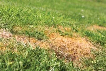 Trusted lawn care service experts serving Delaware, OH - Down to Earth Lawn Care