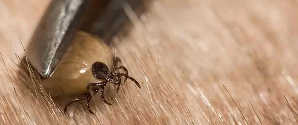 Reliable landscape design experts serving Delaware, OH - Down to Earth Lawn Care