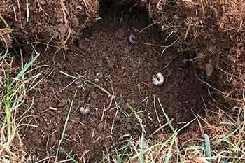 Reliable landscaping services experts serving Delaware, OH - Down to Earth Lawn Care