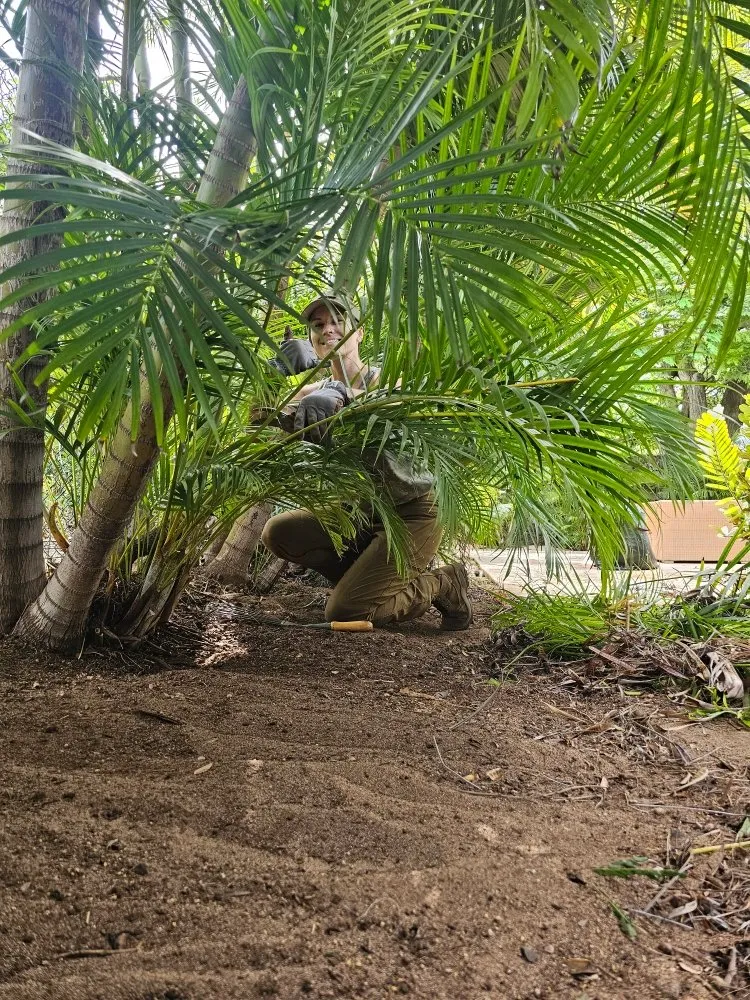 Affordable yard maintenance experts serving Kihei, HI - Down-to-Earth Lawn Care