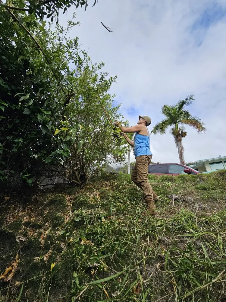 Local residential landscaping experts serving Kihei, HI - Down-to-Earth Lawn Care