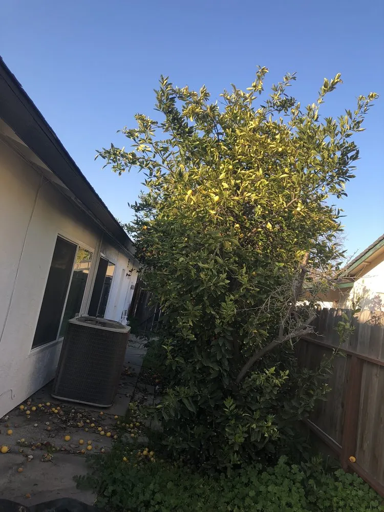 Affordable landscape installation in Modesto, CA - Down To Earth Outdoor Aesthetics