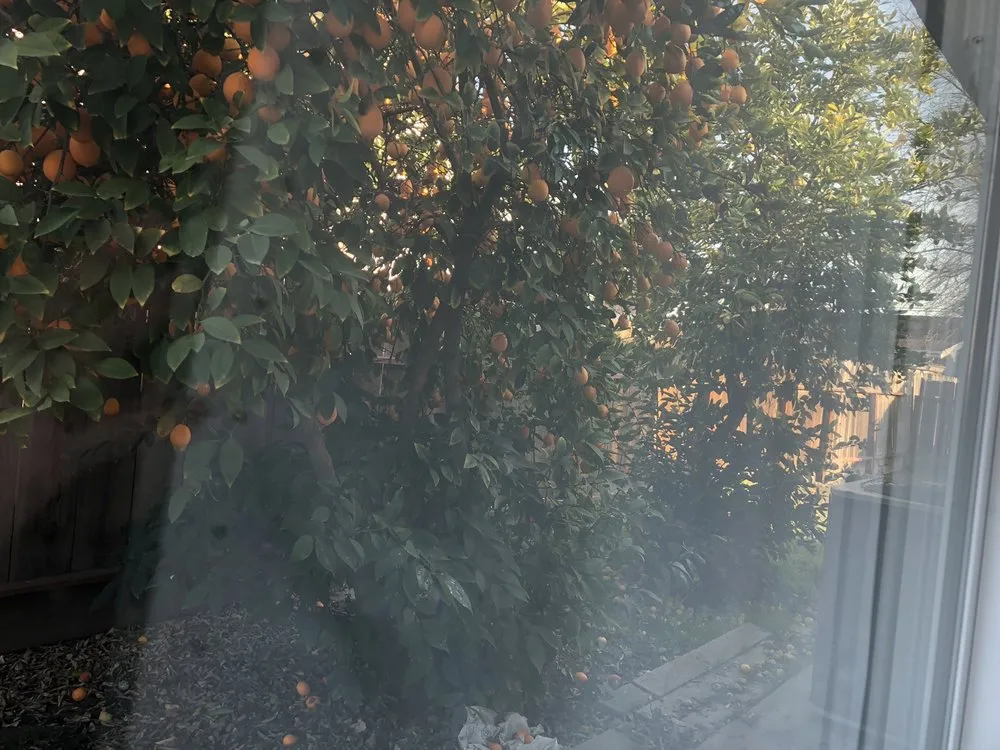 Top-rated lawn care service for outdoor upgrades across Modesto, CA - Down To Earth Outdoor Aesthetics