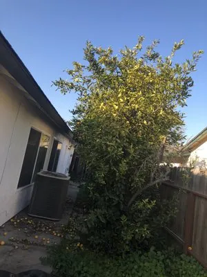 Down To Earth Outdoor Aesthetics Logo