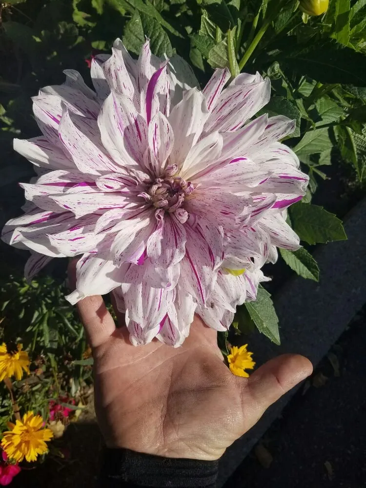 Trusted lawn care service near you in Salt Lake City, UT by Down To Earth