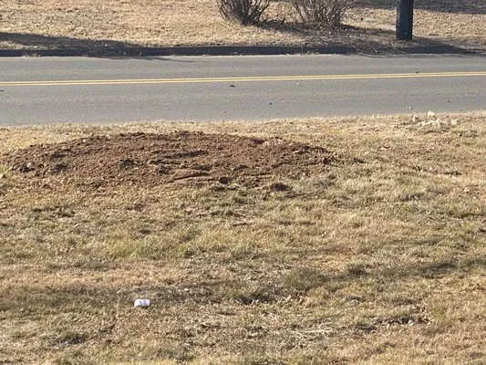 Down To Earth Stump Grinding Logo