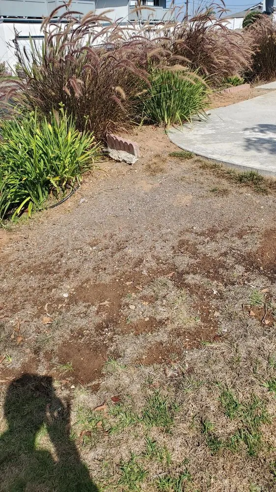 Local lawn care service for homes in San Diego, CA by Down Under Services