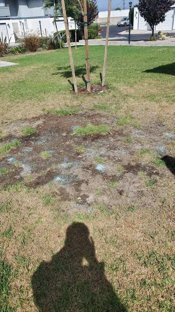 Expert yard cleanup service in San Diego, CA - Down Under Services