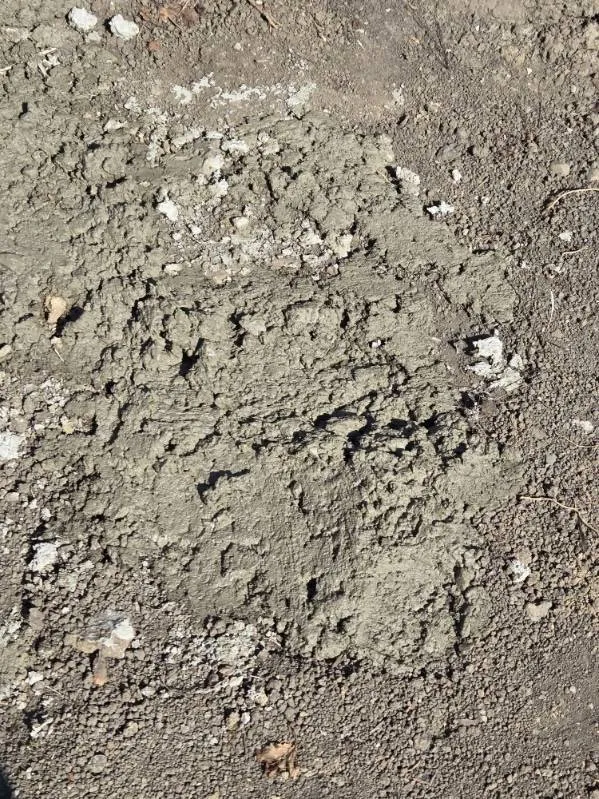 Affordable outdoor landscaping for beautiful yards in Allen Park, MI by Downriver Seasonal Services