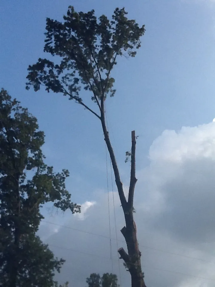 Affordable yard maintenance near you in Jasper, AL by Downs Tree Service