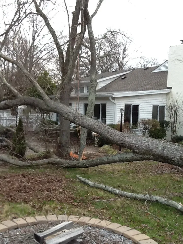 Local yard cleanup service in Jasper, AL - Downs Tree Service