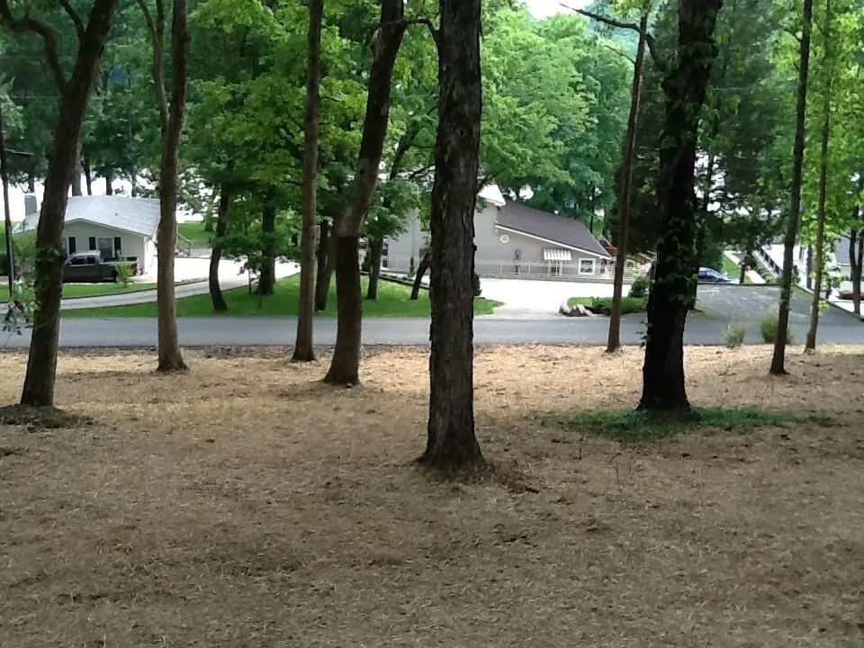 Top-rated yard cleanup service in Jasper, AL - Downs Tree Service