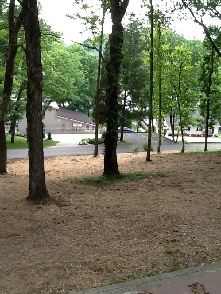 Expert outdoor landscaping near you across Jasper, AL - Downs Tree Service