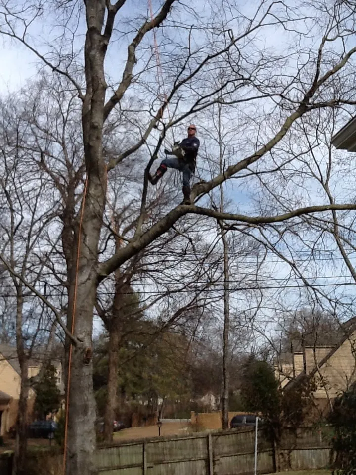 Reliable outdoor landscaping near you in Jasper, AL by Downs Tree Service