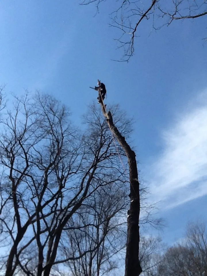 Expert yard maintenance near you across Jasper, AL - Downs Tree Service