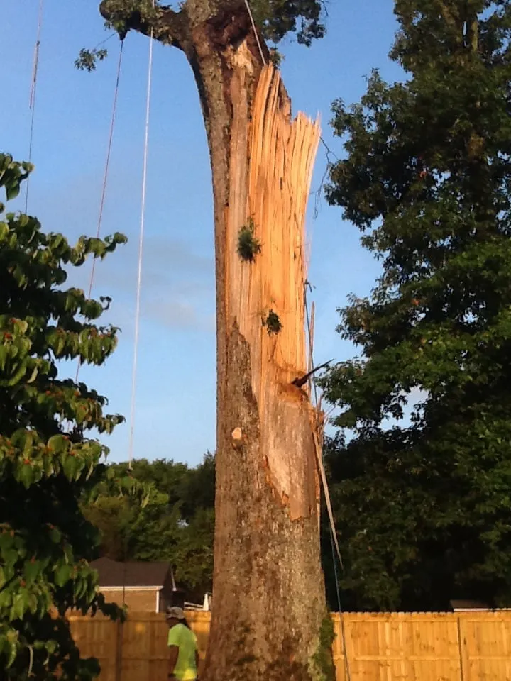 Affordable outdoor landscaping experts serving Jasper, AL - Downs Tree Service