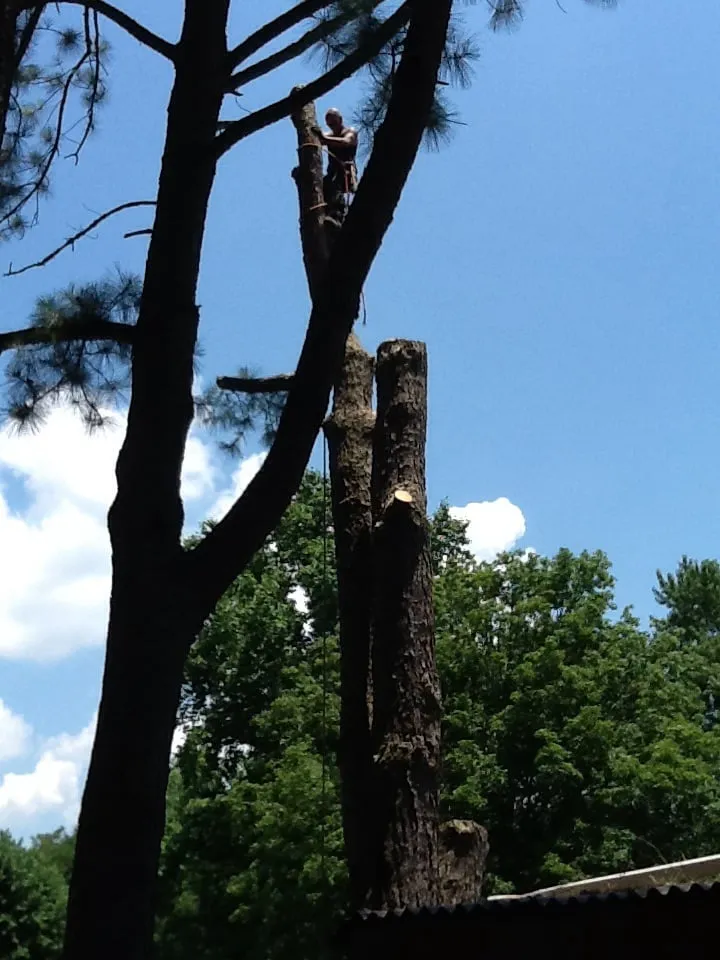 Affordable lawn care service for outdoor upgrades across Jasper, AL - Downs Tree Service