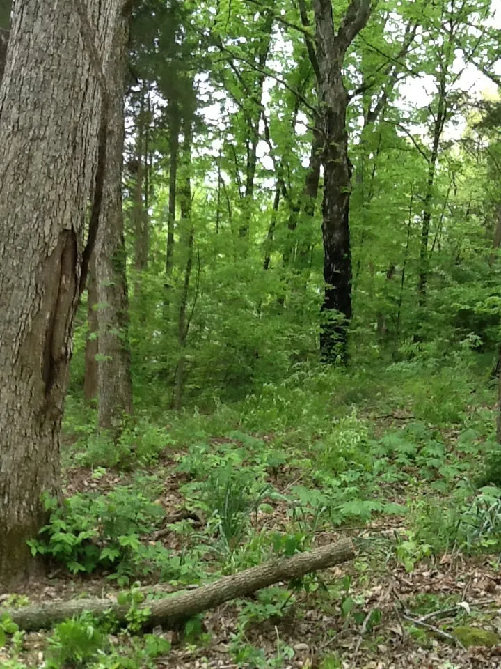 Top-rated residential landscaping in Jasper, AL by Downs Tree Service