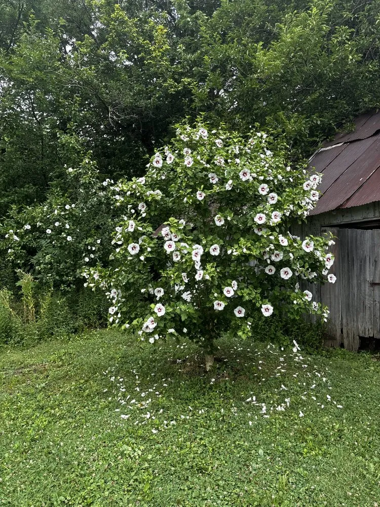 Reliable residential landscaping for outdoor upgrades in Mount Sterling, OH by Downstream Restoration