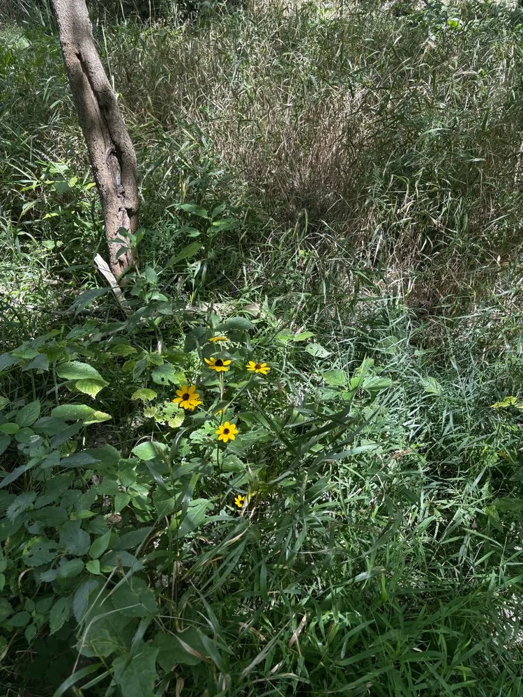 Custom yard maintenance for year-round maintenance in Mount Sterling, OH by Downstream Restoration