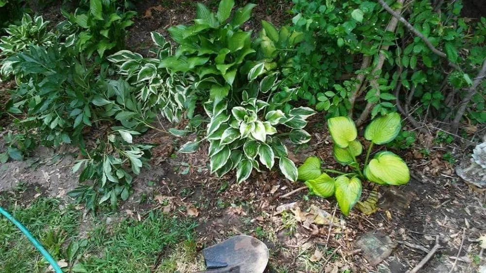 Top-rated residential landscaping with custom design in Columbia, MO by Doxley Landscaping & Design