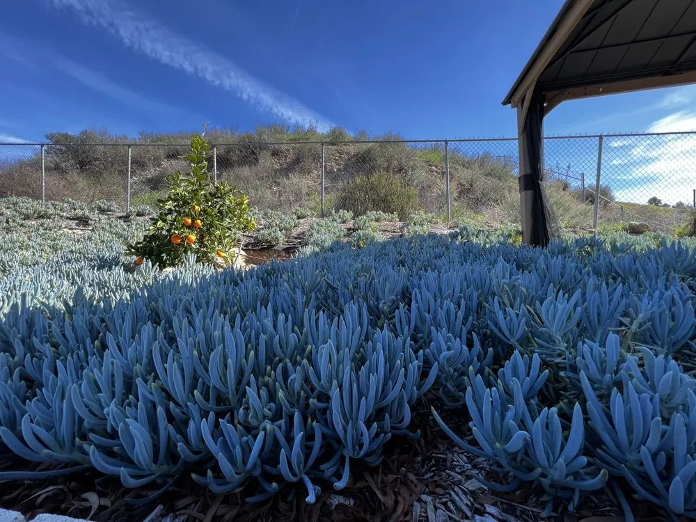 Top-rated outdoor landscaping in Santa Clarita, CA by Doza Oaks Landscaping