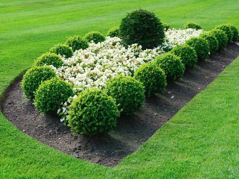 Expert yard cleanup service for year-round maintenance across Louisville, TN - DP Lawn Service