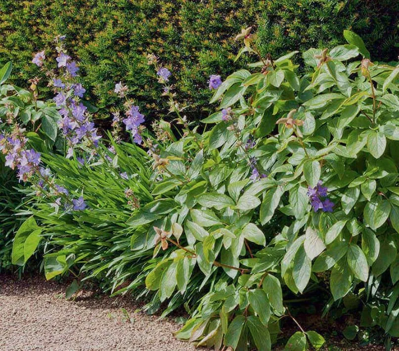 Expert landscaping services in Louisville, TN by DP Lawn Service