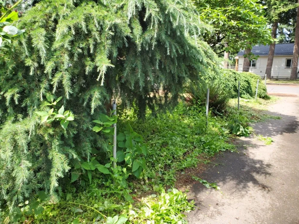 Affordable outdoor landscaping experts serving Portland, OR - DP Lawn Service