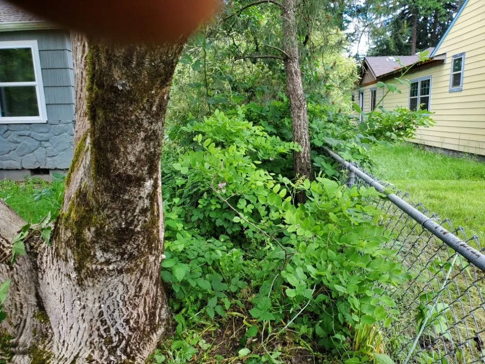 Affordable landscaping services in Portland, OR by DP Lawn Service