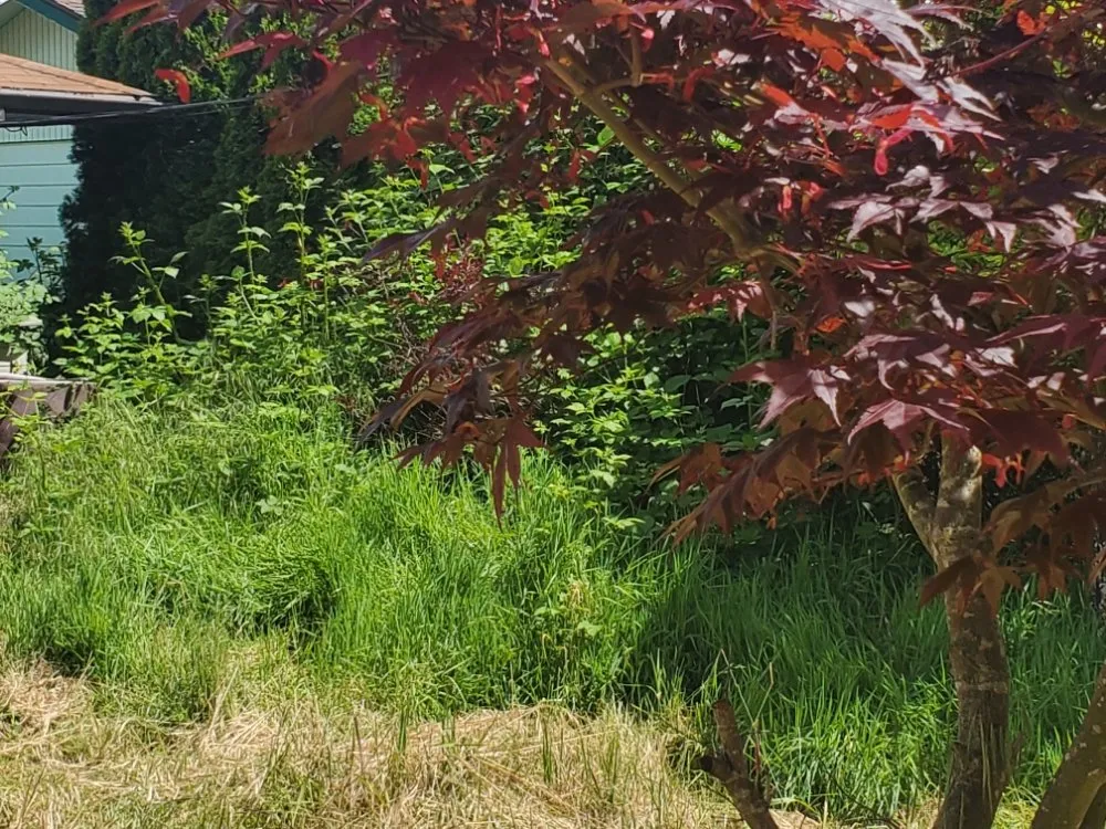 Affordable residential landscaping in Portland, OR by DP Lawn Service