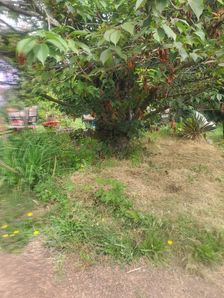 Expert lawn care service in Portland, OR - DP Lawn Service