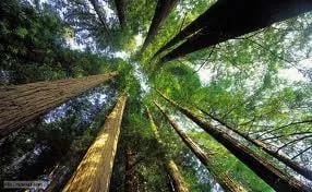 D&P Natural Resources Logo