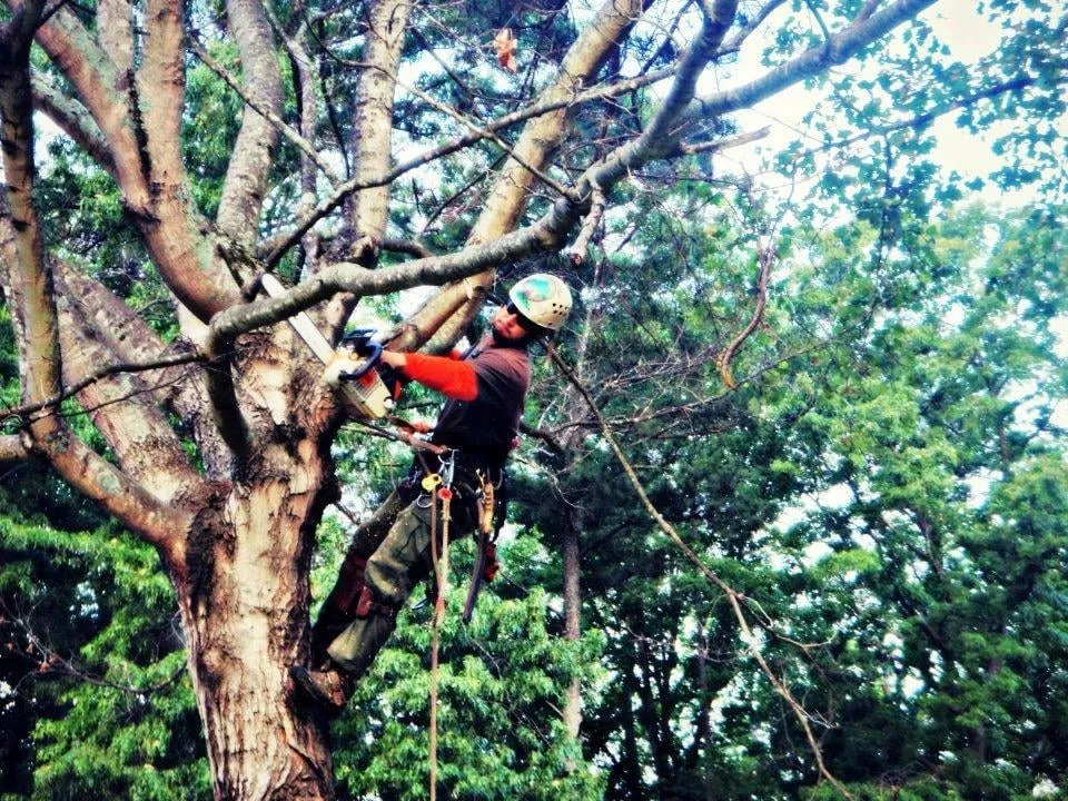 Trusted yard maintenance near you in Flowery Branch, GA by DP Tree Removal and Landscaping