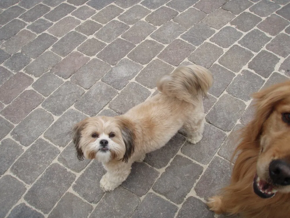 Local lawn care service experts serving Danville, CA - DPG Pavers and Design