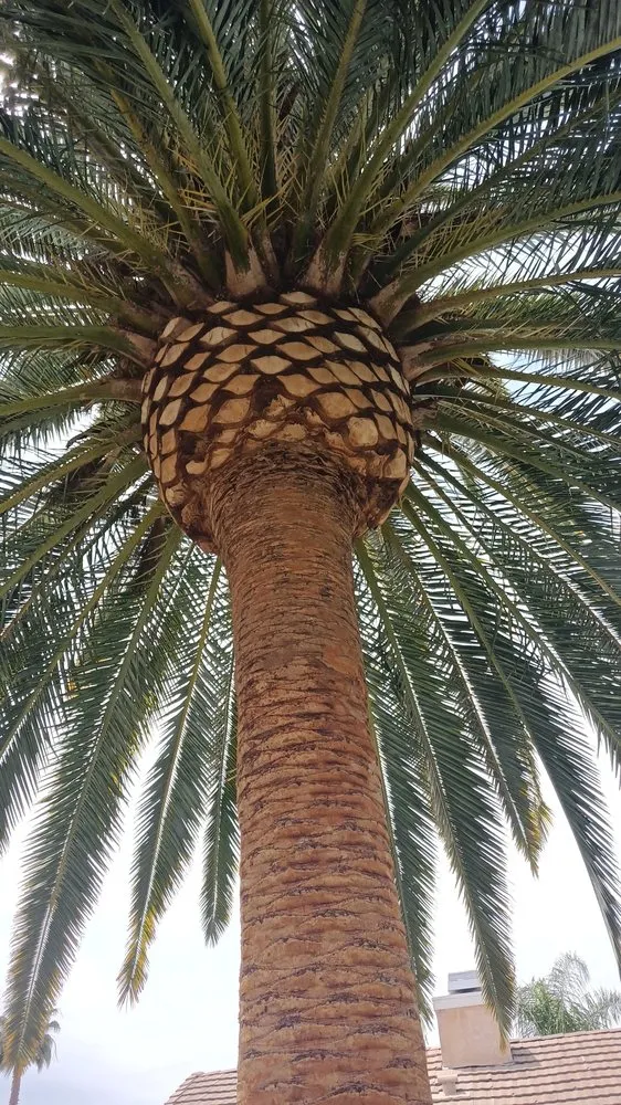 Local landscaping services for year-round maintenance across Hemet, CA - DQ Landscaping and Construction