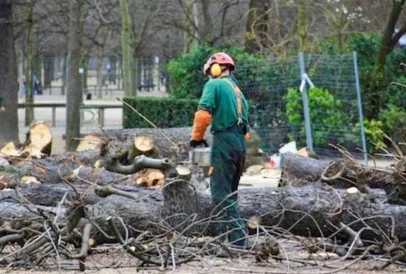 Dr Cut Landscape Design Logo